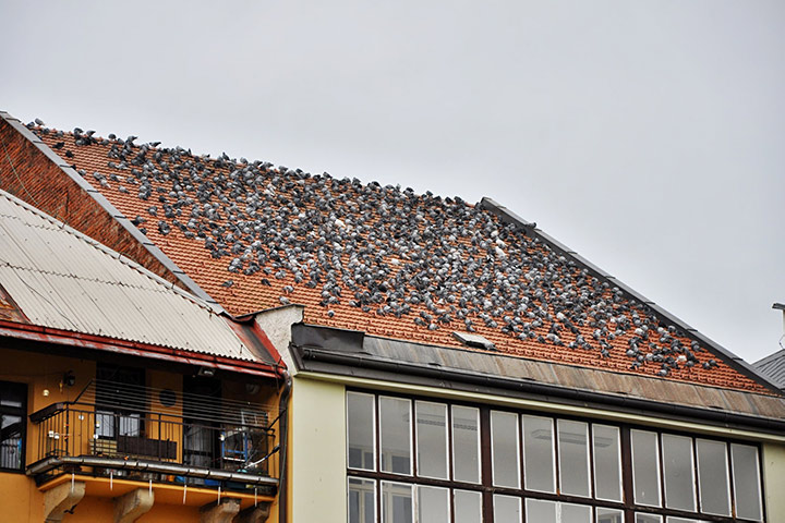 A2B Pest Control are able to install spikes to deter birds from roofs in Gillingham Dorset. 