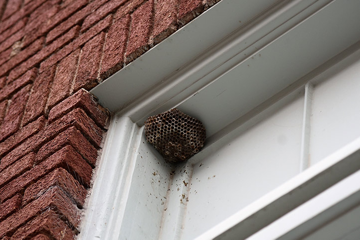 We provide a wasp nest removal service for domestic and commercial properties in Gillingham Dorset.